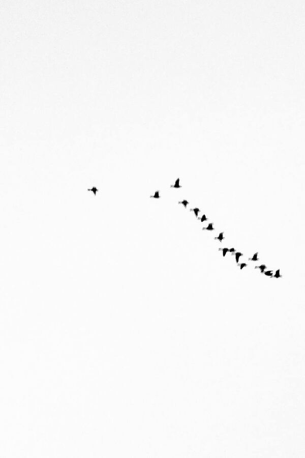 Inventario del cielo, 2025