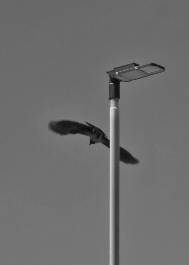 Inventario del cielo, 2025